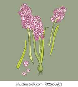 blue and pink hyacinths