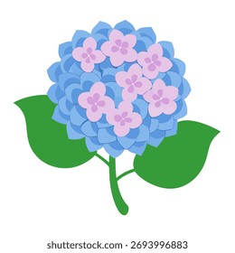 Blue and pink hydrangea flower. Isolated vector illustration on white background	