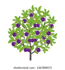 Blue Plum tree. Vector illustration. Damsons fruit tree plant. Flat vector color Illustration clipart. Ripe Prunus on a tree.