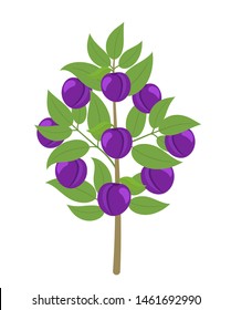 Blue Plum tree. Vector illustration. Damsons fruit tree plant. Flat vector color clipart. Ripe Prunus on a tree.