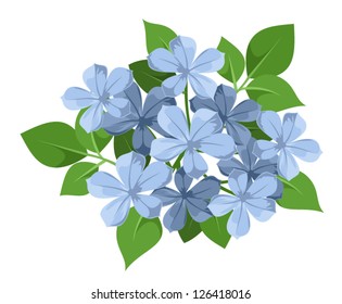 Blue plumbago flowers. Vector illustration.