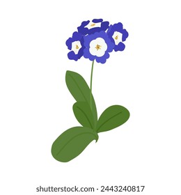 Blue Primula primrose flower isolated on white background. Spring Botanical vector illustration for greeting card, poster for Mother's Day, International Women's Day and Easter
