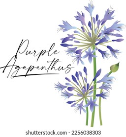 Blue Purple Agapanthus - Lily of the Nile, African Lily. Vector Illustration. isolated on White Background.