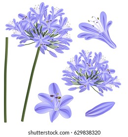 Blue Purple Agapanthus - Lily of the Nile, African Lily. Vector Illustration. isolated on White Background. svg