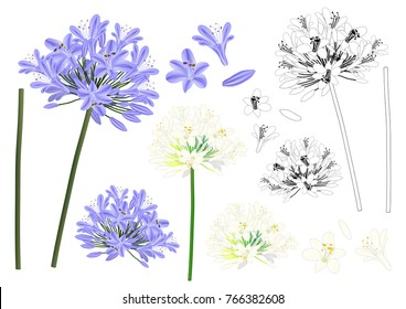 Blue Purple Agapanthus Outline - Lily of the Nile, African Lily. Vector Illustration. isolated on White Background. svg