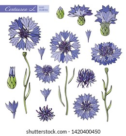 Blue and purple cornflowers on white background. Botanical illustration. Vector isolated object. Set the leaves, flower, stem, petals. Vintage style. Field flowers.