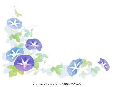 Blue and purple morning glory flowers in the sun on a white background