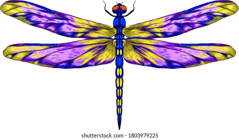 blue purple yellow dragonfly with delicate wings vector illustration 