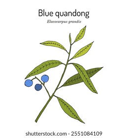 Quandong azul (Elaeocarpus grandis), planta comestible y medicinal. Ilustración vectorial botánica dibujada a mano