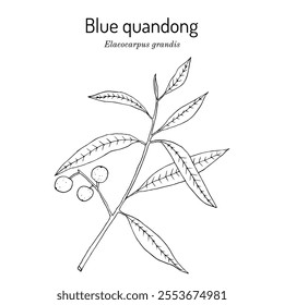 Blue quandong (Elaeocarpus grandis), edible and medicinal plant. Hand drawn botanical vector illustration