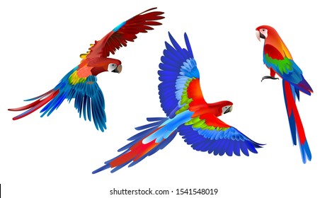 Blue, red and yellow macaw parrot in three positions. Isolated on a white background. Vector graphics.