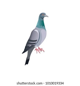 Blue Rock Pigeon. Vector Illustration Isolated On White Background