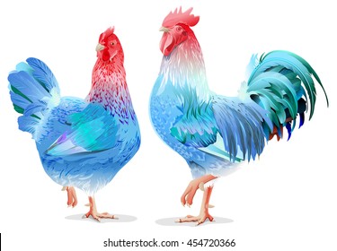 Blue Rooster and chicken female symbol 2017 by Chinese calendar. Isolated on white vector illustration