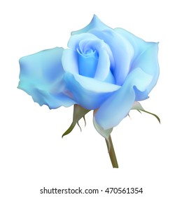 blue rose bud blossoms vector