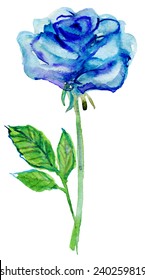Blue rose in full bloom painting. Vector.