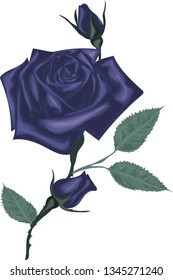 Blue rose on a white background vector