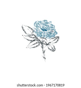 blue rose textured  vector illustration