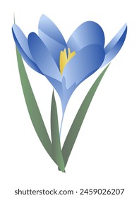Blue saffron on stem in flat design. Springtime crocus first flower. Vector illustration isolated.