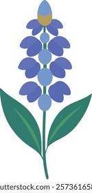 Blue salvia flowers Simple flat design on white background