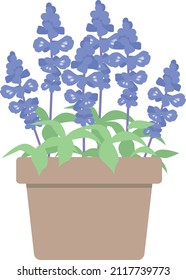 Salvia azul. Diseño plano y cuidado.