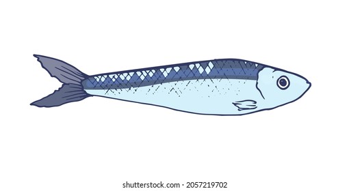 blue sardines. hand-drawn in the style of a sketch of small sprat fish, blue-gray with a blue outline, side view, isolated seafood on a white background for a design template