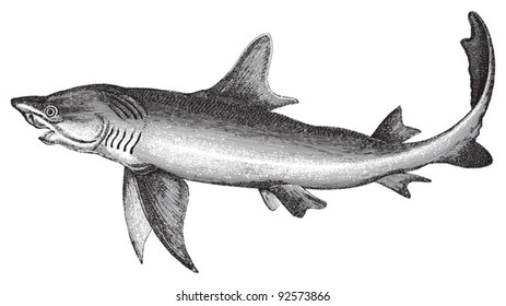 Great White Shark Hand Drawing Vintage Stock Vector (Royalty Free ...