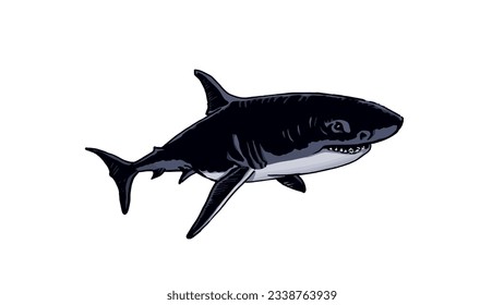 Blue shark. Color illustration of shark isolated on white, hand drawn great white shark