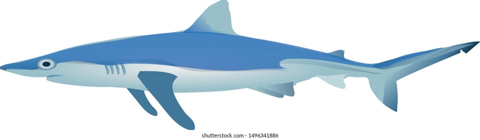 Blue Shark, Demersal, Marine Fish - Vector