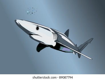 Blue shark (Prionace glauca) on the prowl. Complex Illustrator 8.0 compatible .eps file.