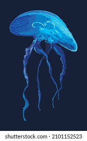 Blue shining jellyfish pictures, exotic, poisonous, art.illustration, vector