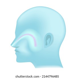 Blue Silhouette Of A Head With Maxillary Sinus. Icon For Drugs From The Common Cold. Vector Illustration