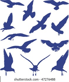 Blue silhouettes of seagulls on the white background