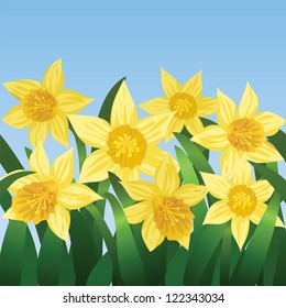 Blue sky and blooming daffodils