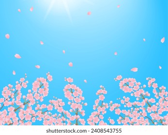 Blauer Himmel und Kirschblüten auf vollblütigem Hintergrund