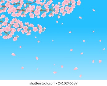 Blue sky and cherry blossoms in full bloom frame background