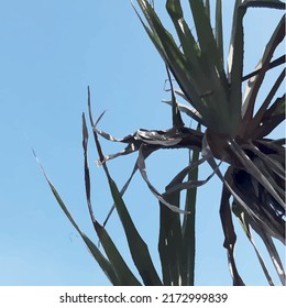 blauer Himmel und Blatt
