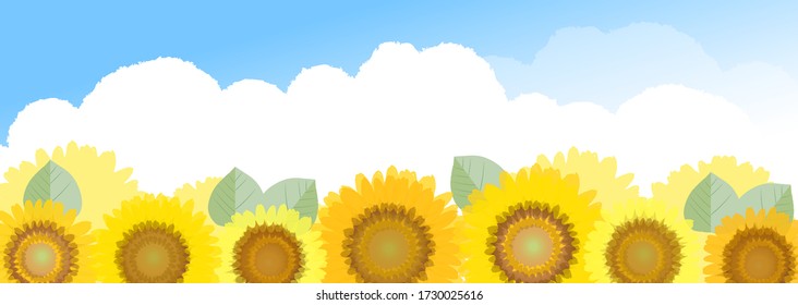 Blue sky and sunflower field in summer
