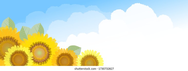 Blue sky and sunflower field in summer
