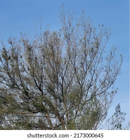 the blue sky and the tree