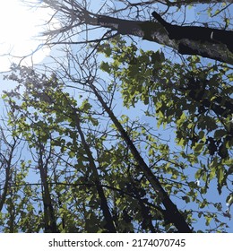 the blue sky in the wood