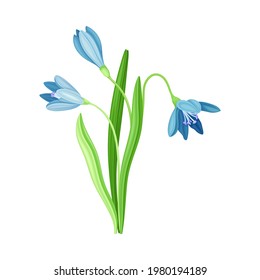 Blue Snowdrop Flower or Blossom on Stalk or Stem with Linear Leaves Vector Illustration