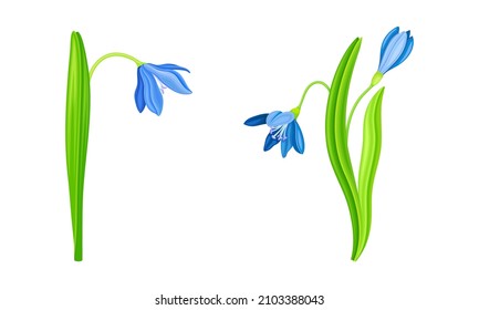 Blue snowdrops set. Beautiful first spring blooming flower vector illustration