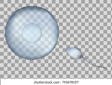 Blue sperm cell vector illustration. 3d fertilisation isolated on transparent background. Design medical and science template.