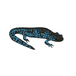 Blue Spotted Salamander, Ambystoma Laterale High Quality Vector Design Transparent Background