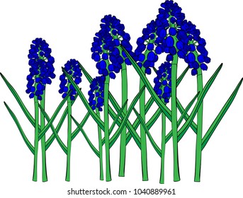 Blue spring flowers, a muscari flower or a mouse hyacinth, isolated on white background