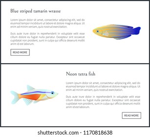 Blue striped tamarin wrasse posters set with titles and buttons. Neon tetra fish biodiversity of tropical islands. Web sites on vector illustration