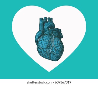 Blue stylized wireframe human heart isolated on white heart symbol with green background