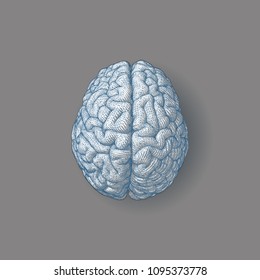 Blue styllized engraving brain illustration in top view with triangular wireframe isolated on gray background