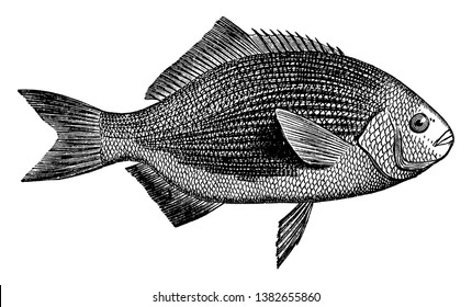 Blue Surf Perch is a family of perciform fishes, vintage line drawing or engraving illustration.