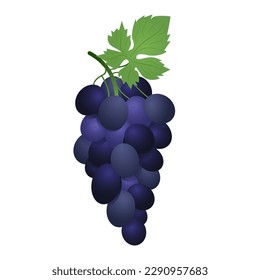 Uvas de mesa azules. Ilustración vectorial de uvas con un fondo blanco de estilo realista